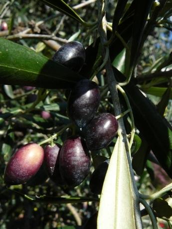 nākamā