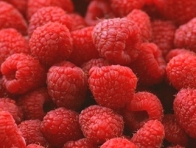 AVENES / Nīderlande/ 1.šķira